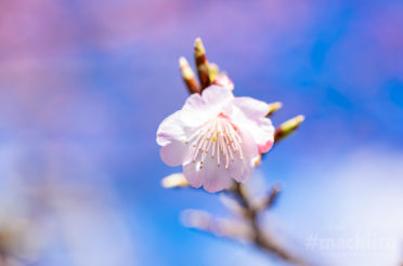 奄美大島では桜がピークです